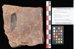 Foto (Objekt + Etikett) von Quercus palaeoilex Ettingshausen (NHMW-GEO-2024-0188-0739)
